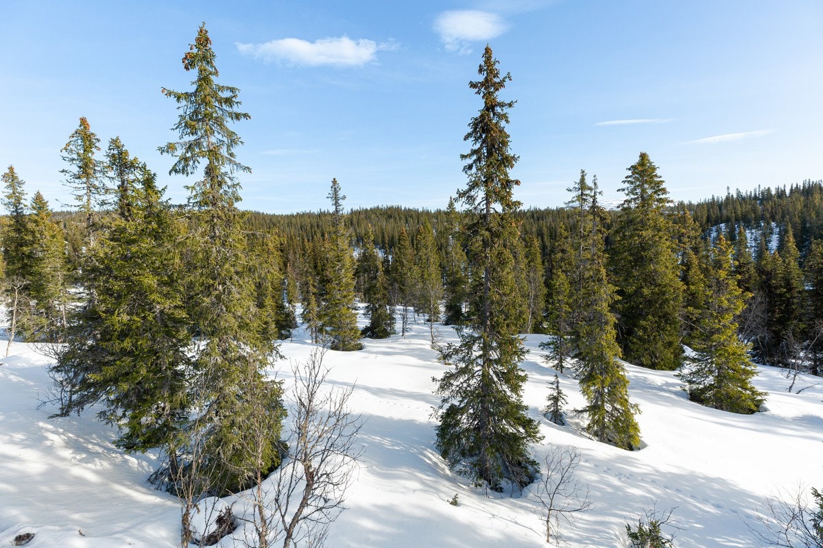 Tomten har enkel adkomst og ligger i et lett skråned terreng Galleribilde