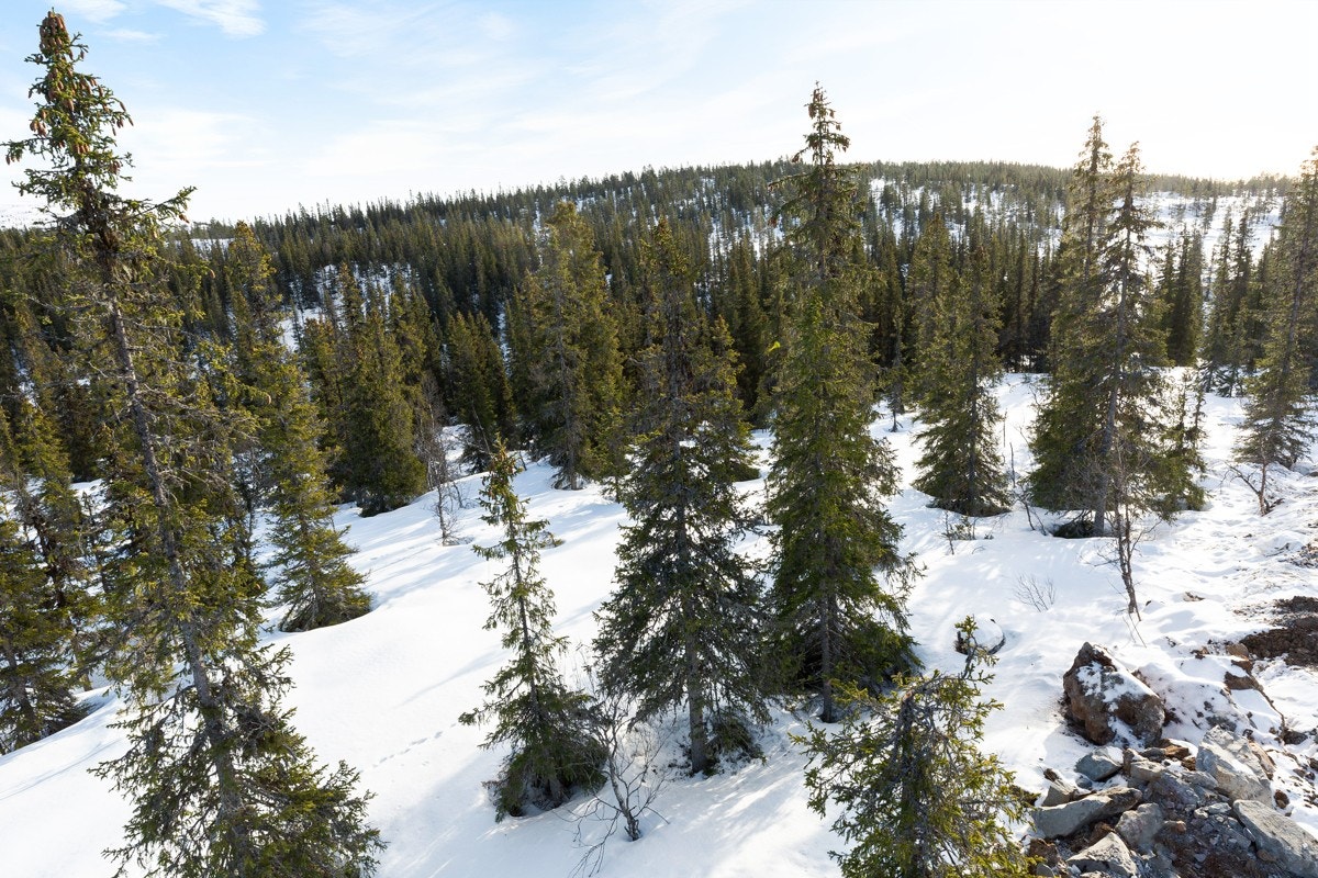Tomta har et stort areal og man kan få pen utsikt i flere ulike retninger Galleribilde
