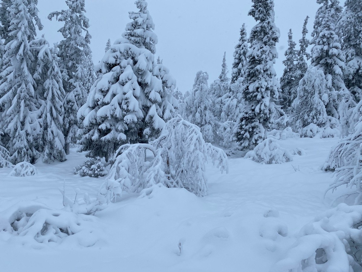 Bildet viser dyp vinter og snøtunge trær på tomta. Snart kan hyttedrømmen realiseres akkurat her. Galleribilde