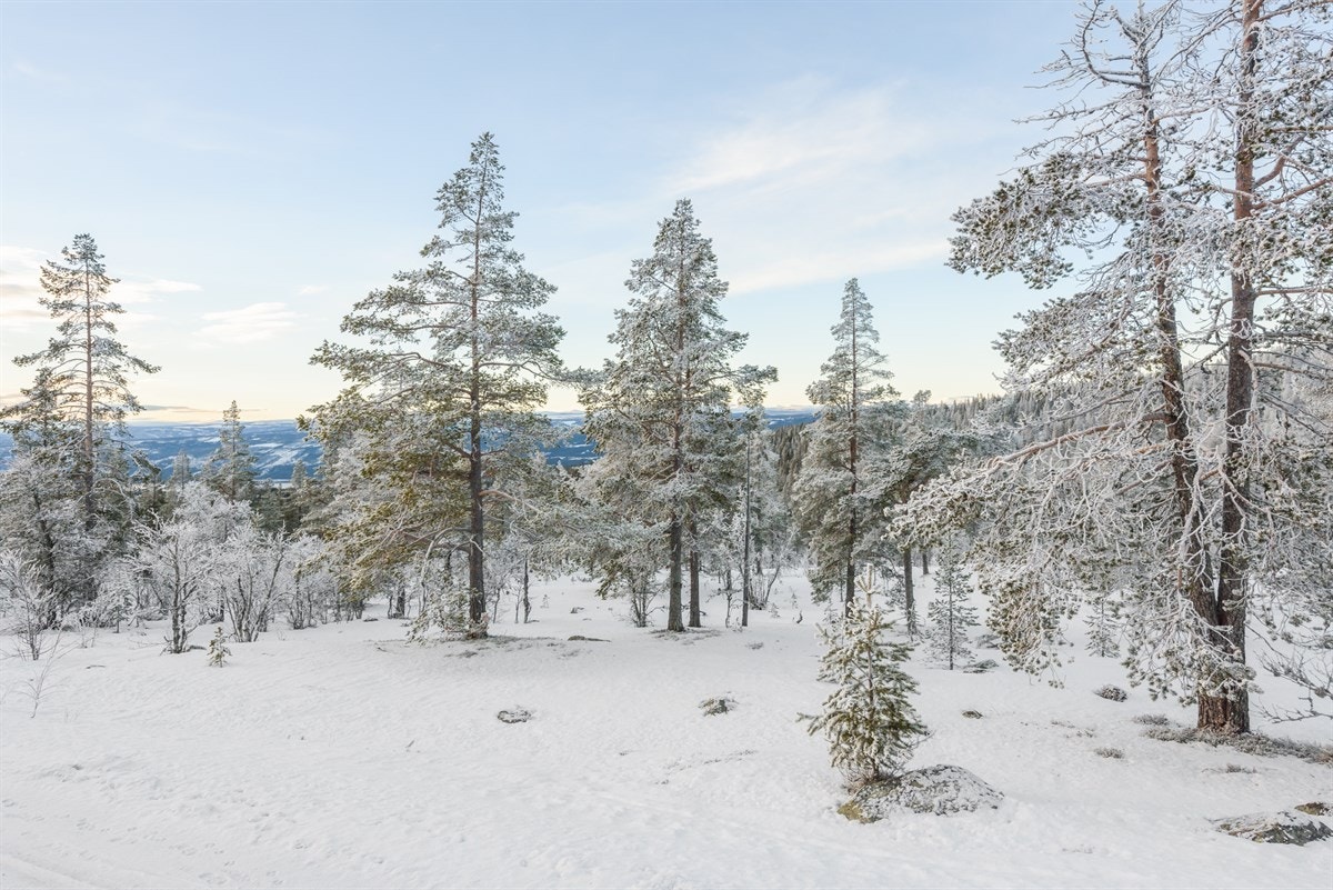 3813448_1-mmsjmb1.jpg Galleribilde