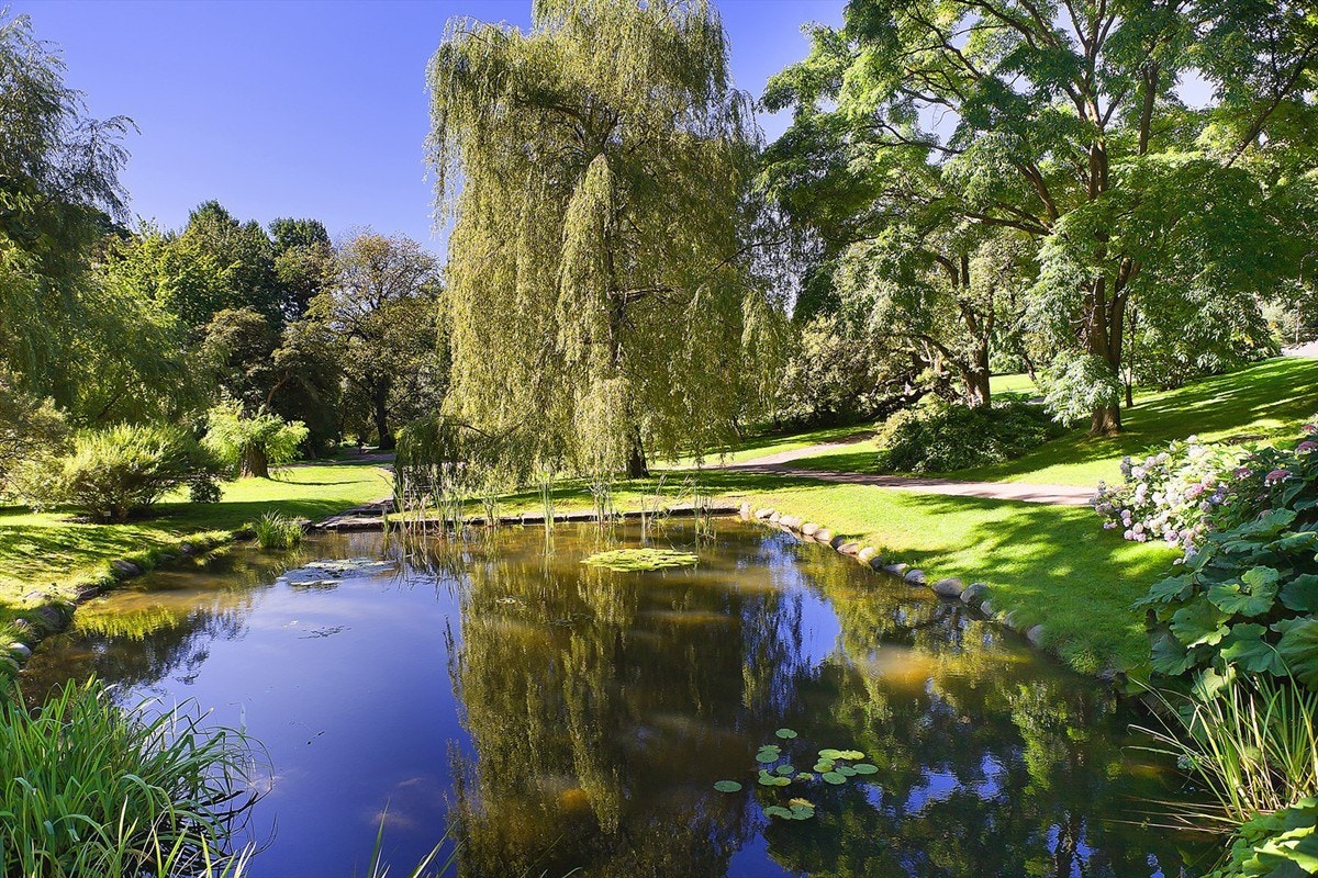 Rett oppi gata ligger inngangen til Botanisk hage, en idyllisk park med et rikt planteliv. Galleribilde