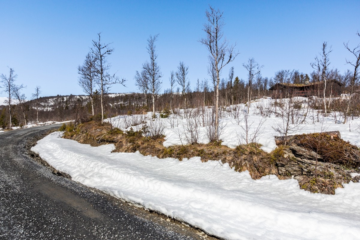 Her finner du trivelige naturtomter åpent og solrikt beliggende i svakt hellende terreng med gress, lyng og noen trær. (Bilde av tomt T12) Galleribilde
