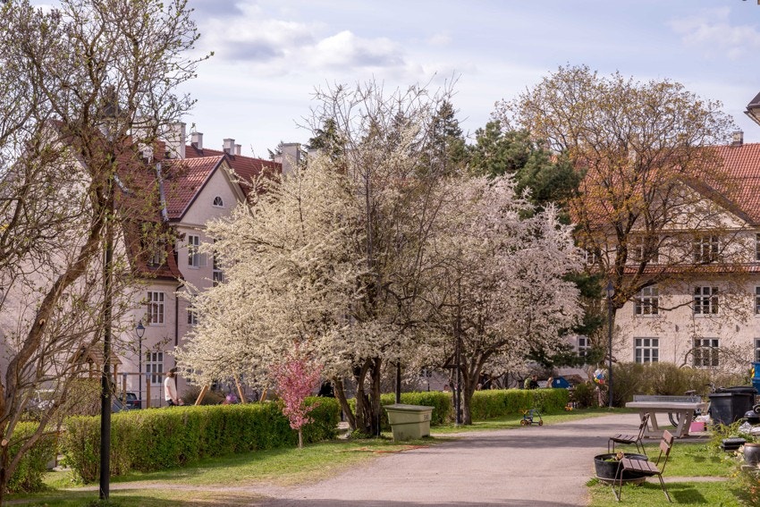 Våren på Lindern blir ikke bedre! Galleribilde
