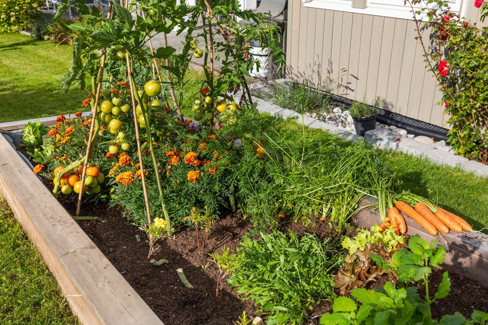 Grønnsaksbed i hage. Galleribilde