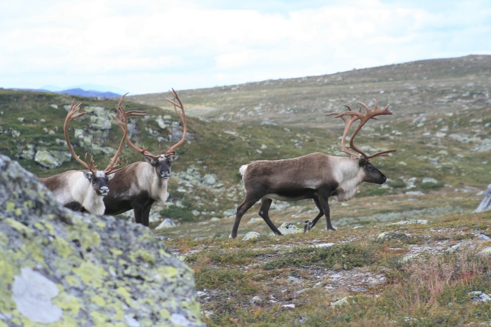 Området gir mulighet for å oppleve rikt dyreliv. Bildet gjengitt med tillatelse fra grunneier. Galleribilde