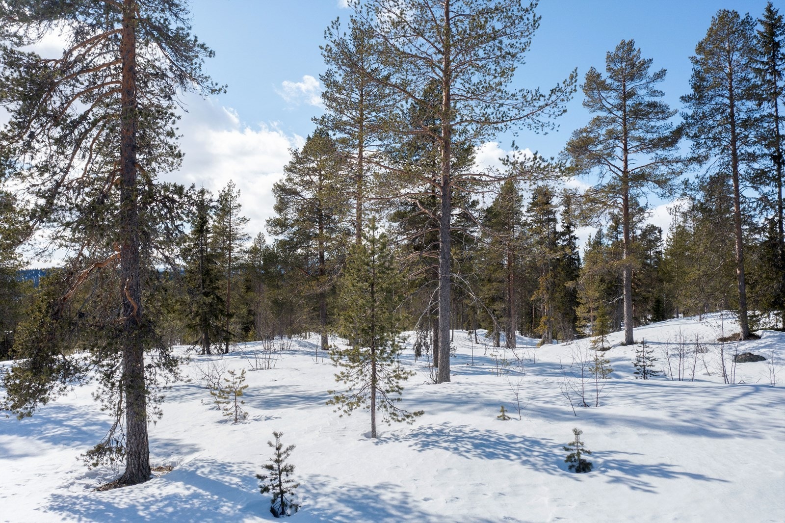 Nærbilder fra tomtene. Galleribilde