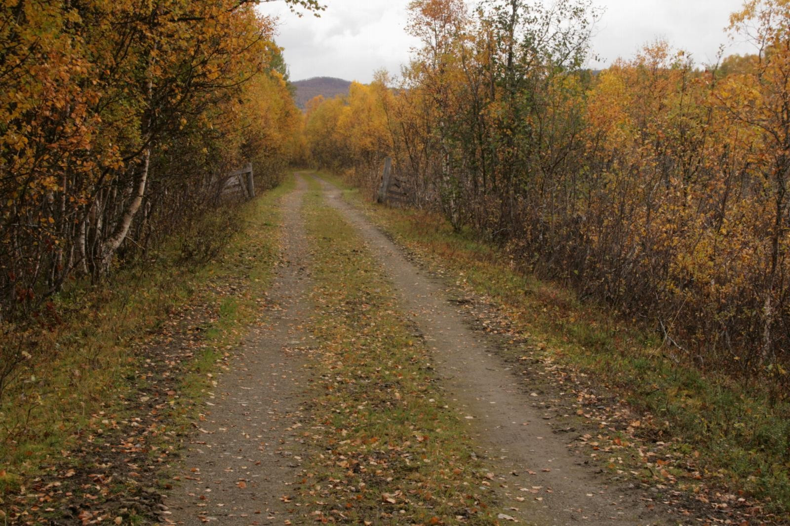 Skogsbilvei som går fra vegkryss ved Kjerresnes gravlund og forbi eiendommen (privat bilde med opplysninger fra eier)