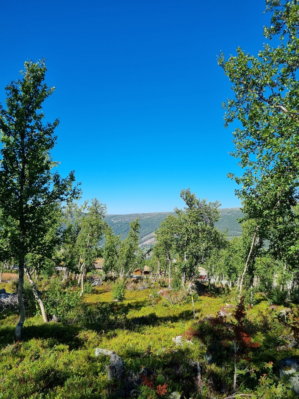 Ønsker du visning? Ring Alice på tlf: 96 67 22 51 Galleribilde