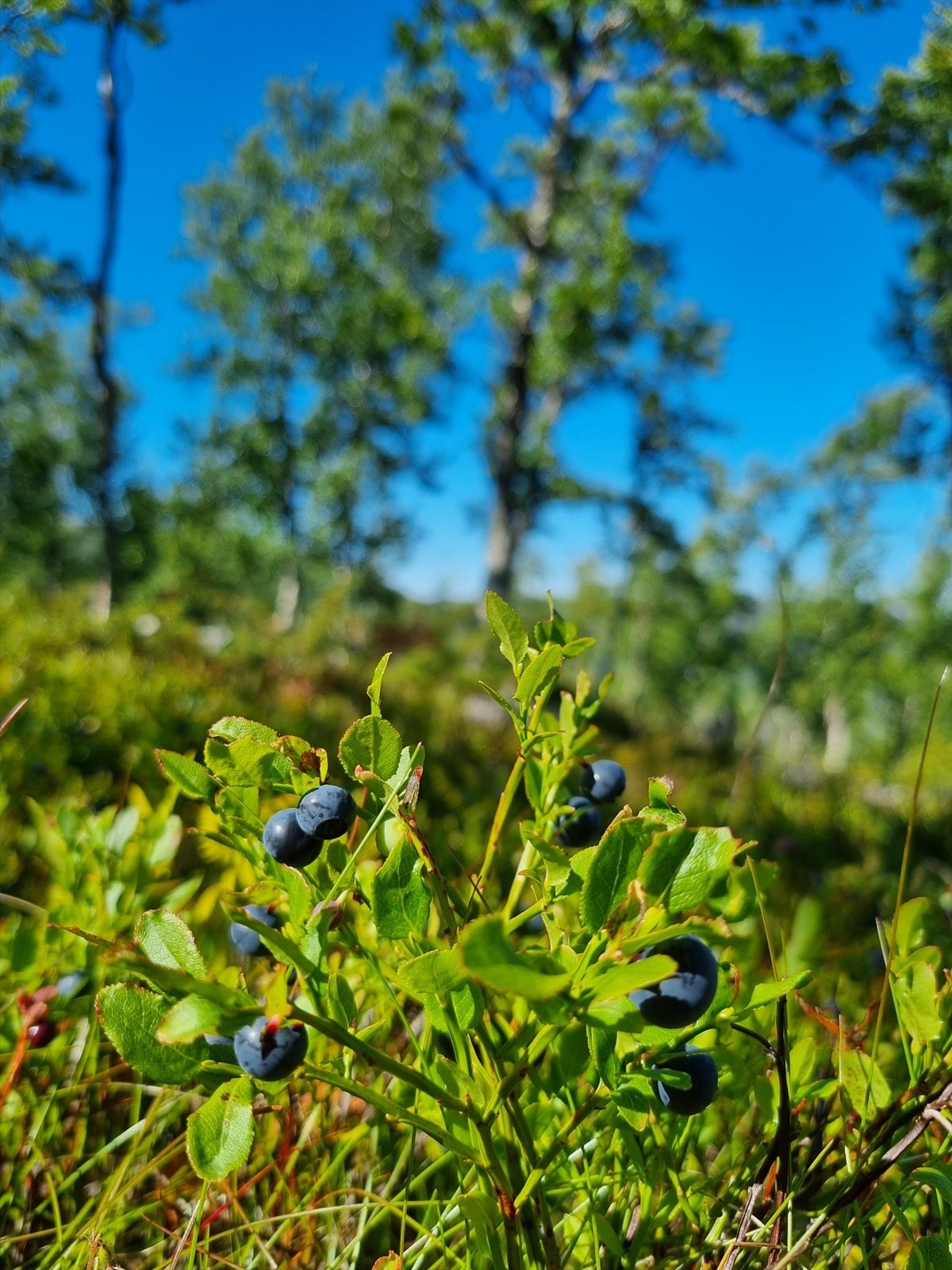 Tomten ligger fantastisk til, ca. 1025 moh Galleribilde