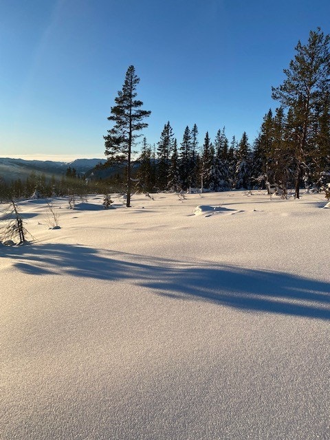 Sett fra tomt 5 (og forbi tomt 6)
Her kan man få prosjektert hytte! Galleribilde