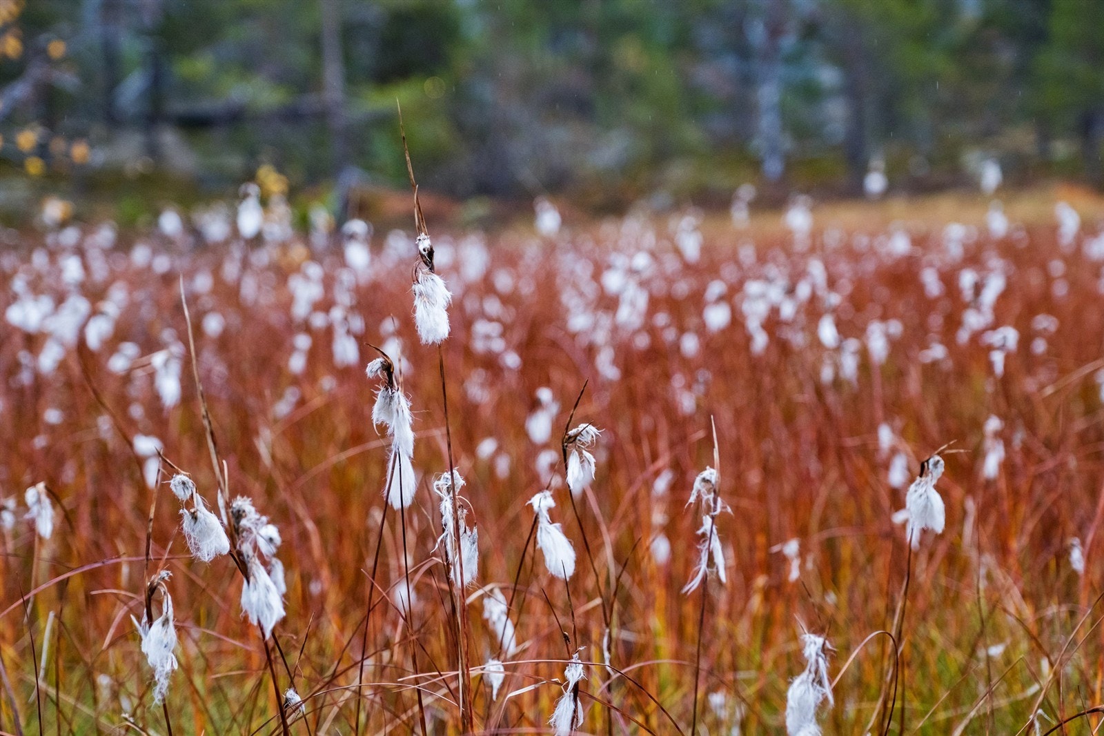 5_area_7.jpg Galleribilde