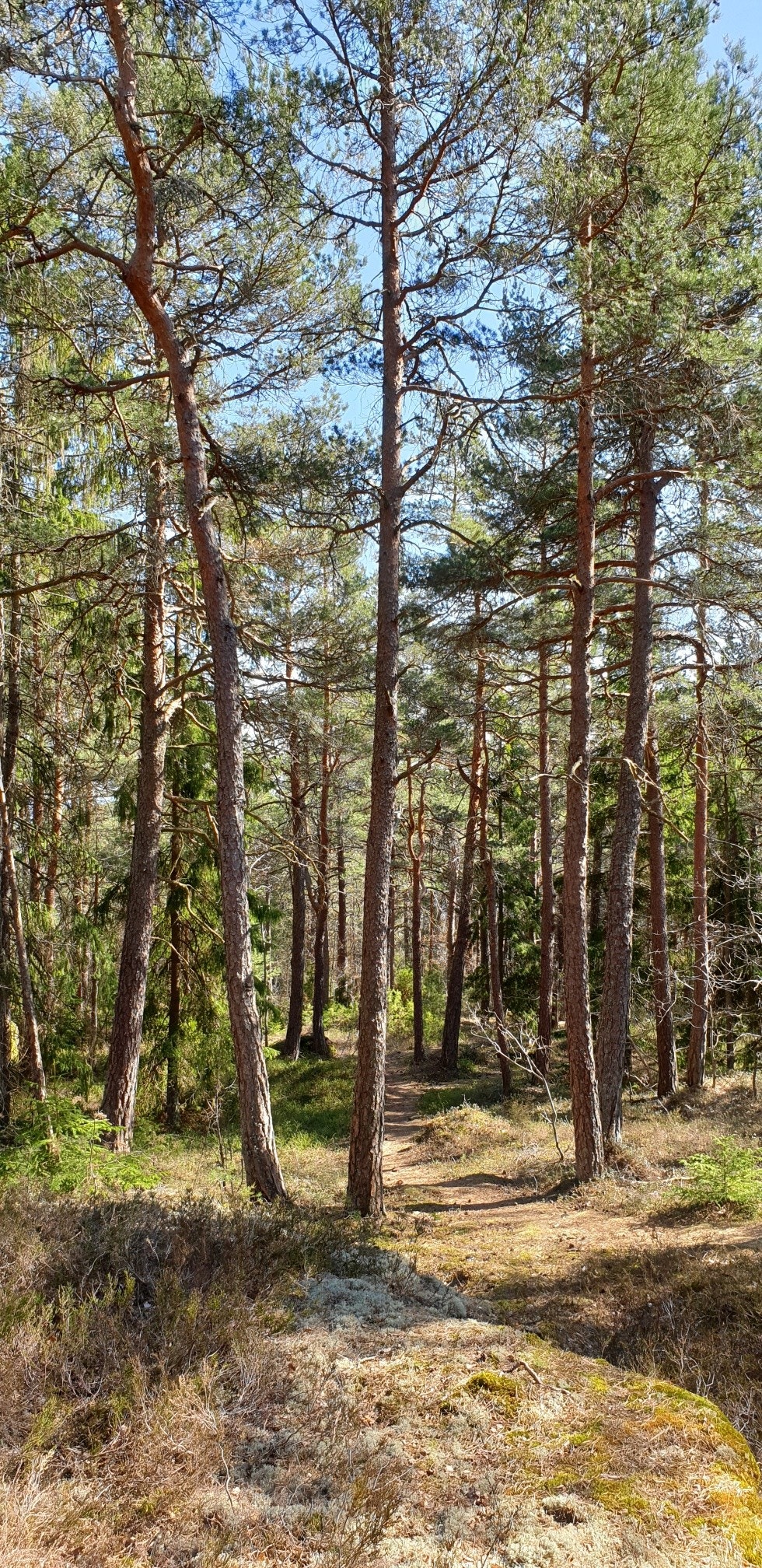 Parti fra Kyststien Galleribilde