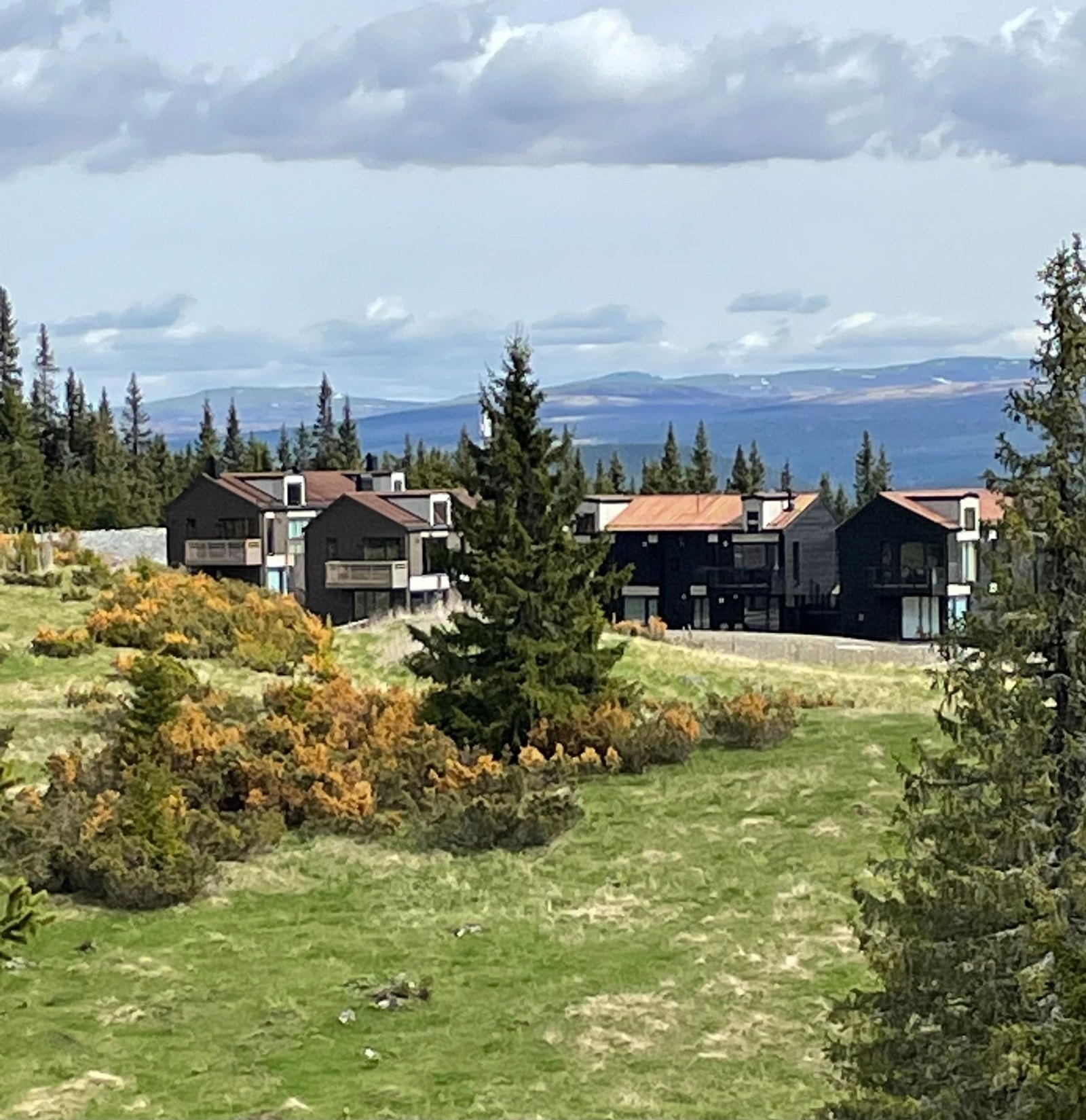 Kvitplassen. Leiligheten er til høyre for grana midt i bildet Galleribilde