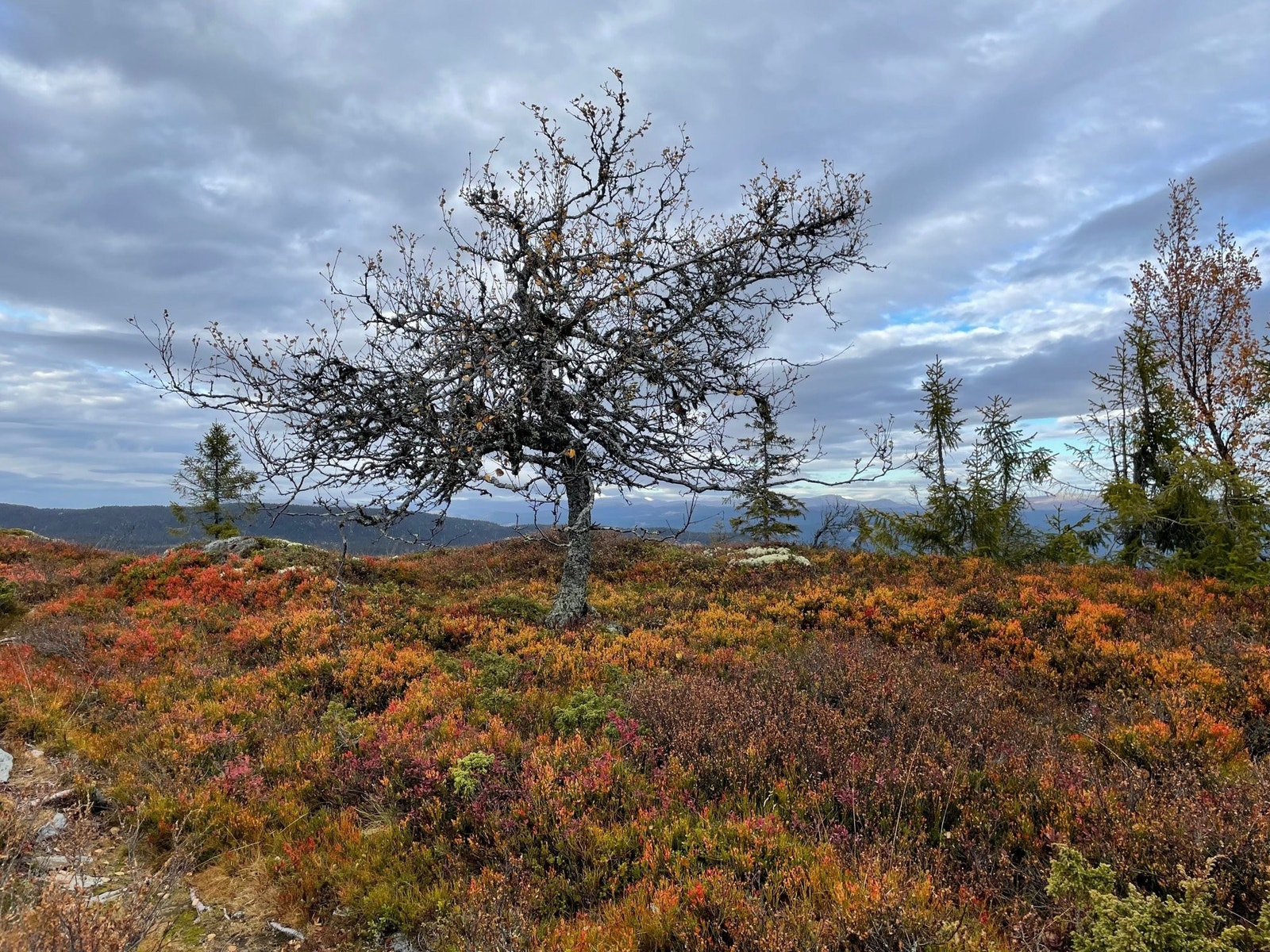 Høst i fjellet Galleribilde