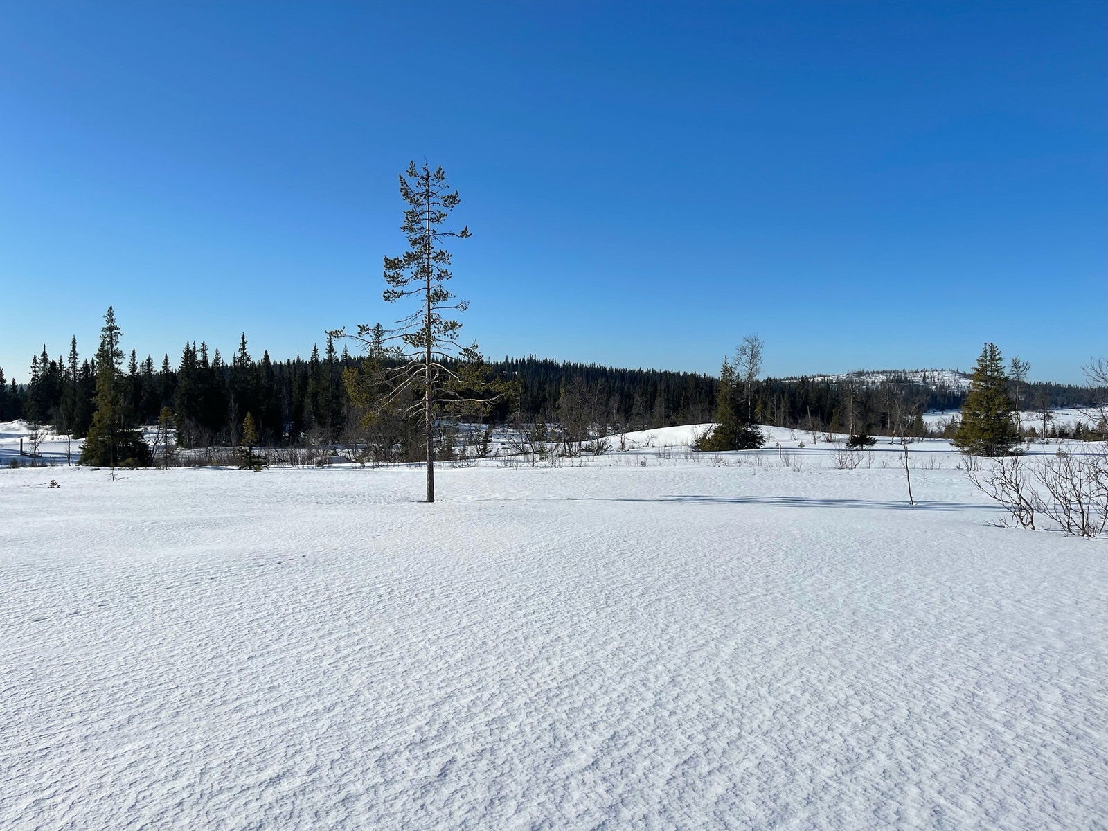 Bilde fra Langtjedn området hvor tomten ligger. Galleribilde