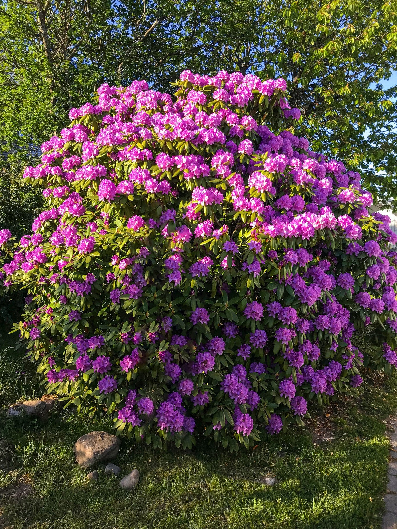Sommerbilde fra hagen. Galleribilde