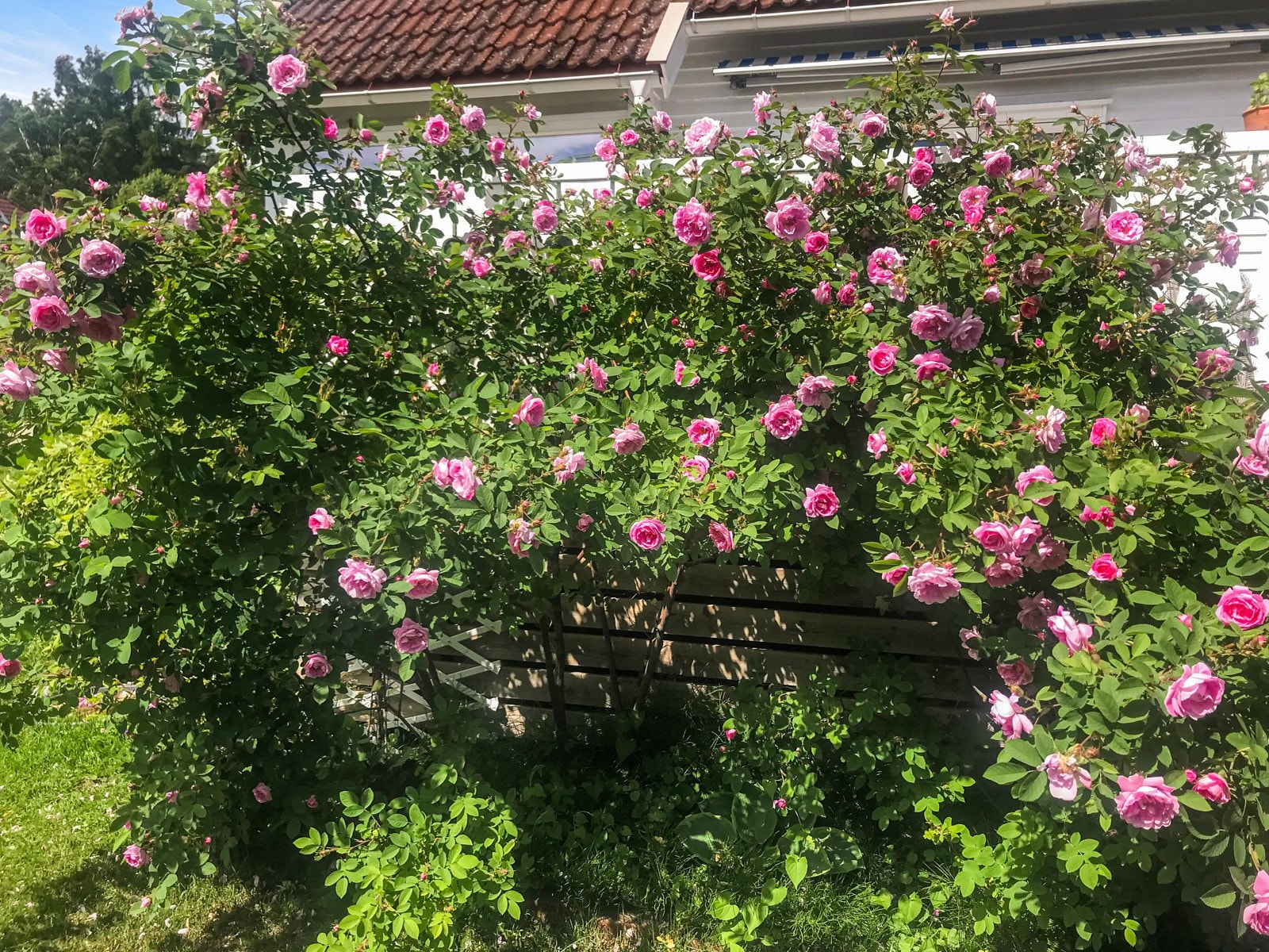 Sommerbilde fra hagen. Galleribilde