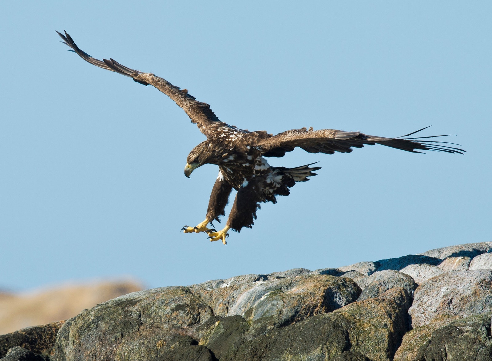 Photoshop Galleribilde