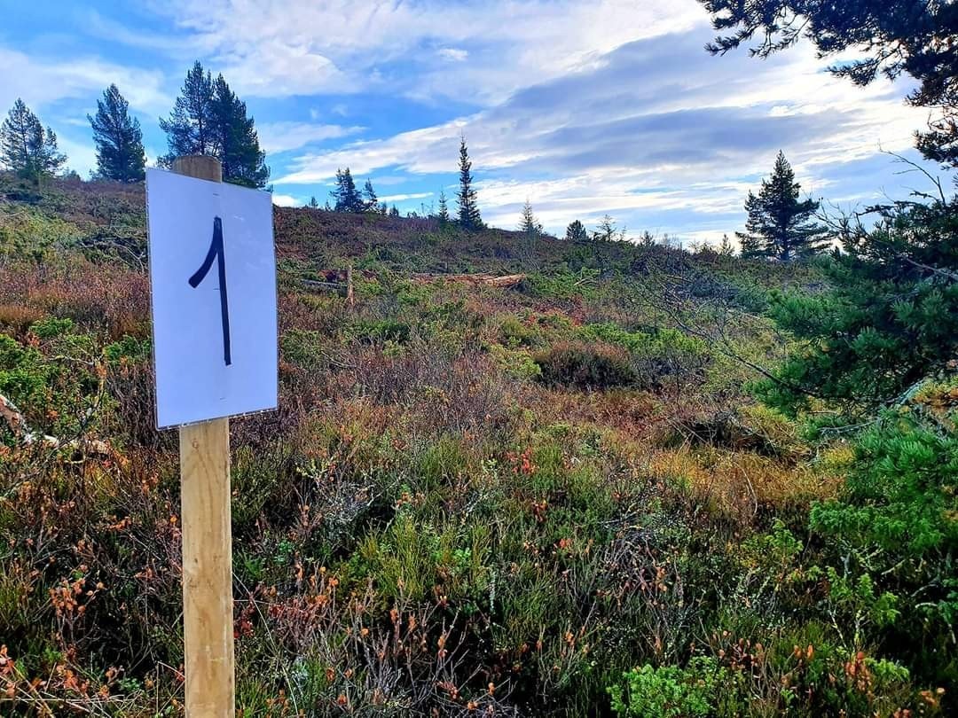 Tomt 1 i fjor sommer Galleribilde