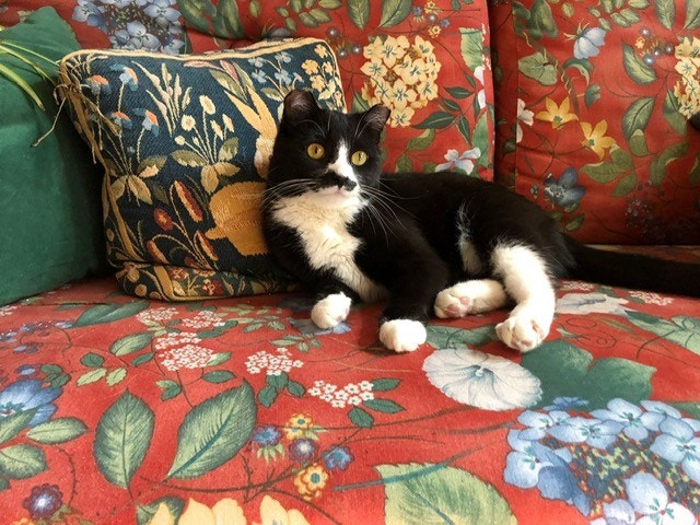 Katten Dot Galleribilde