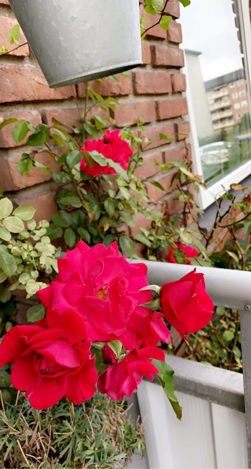 Selgers private sommerbilde. Galleribilde