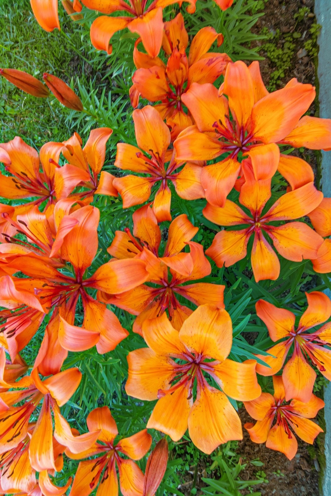 Blomsterprakt Galleribilde