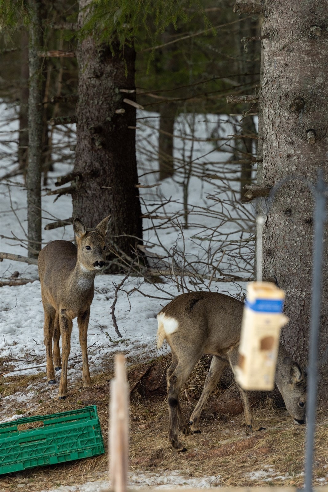 Koselig besøk av rådyr i hagen! Galleribilde