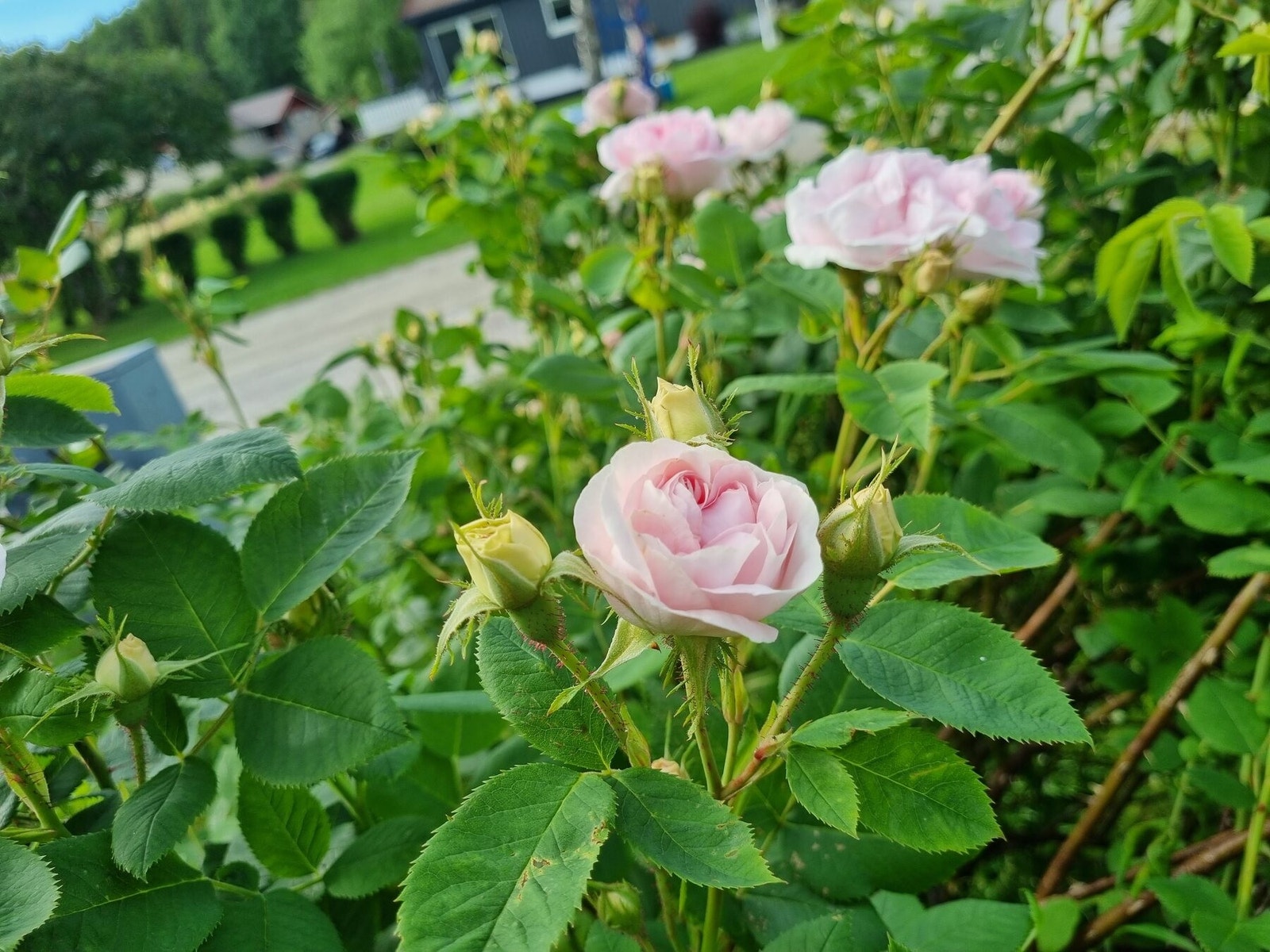 Rosetrær i vakker blomstring (Privat foto) Galleribilde