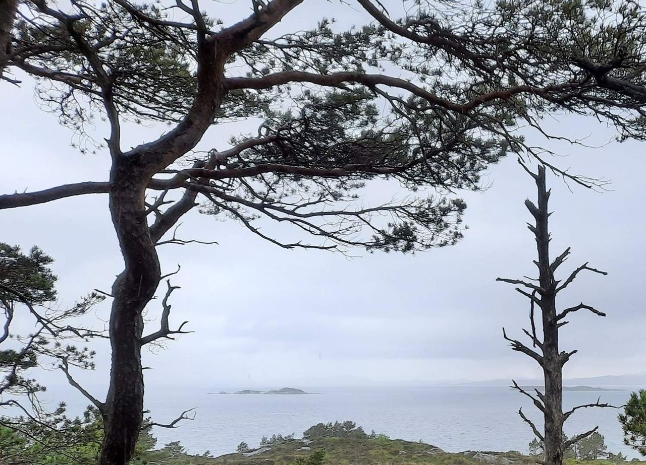 utsikt fra tomt Galleribilde