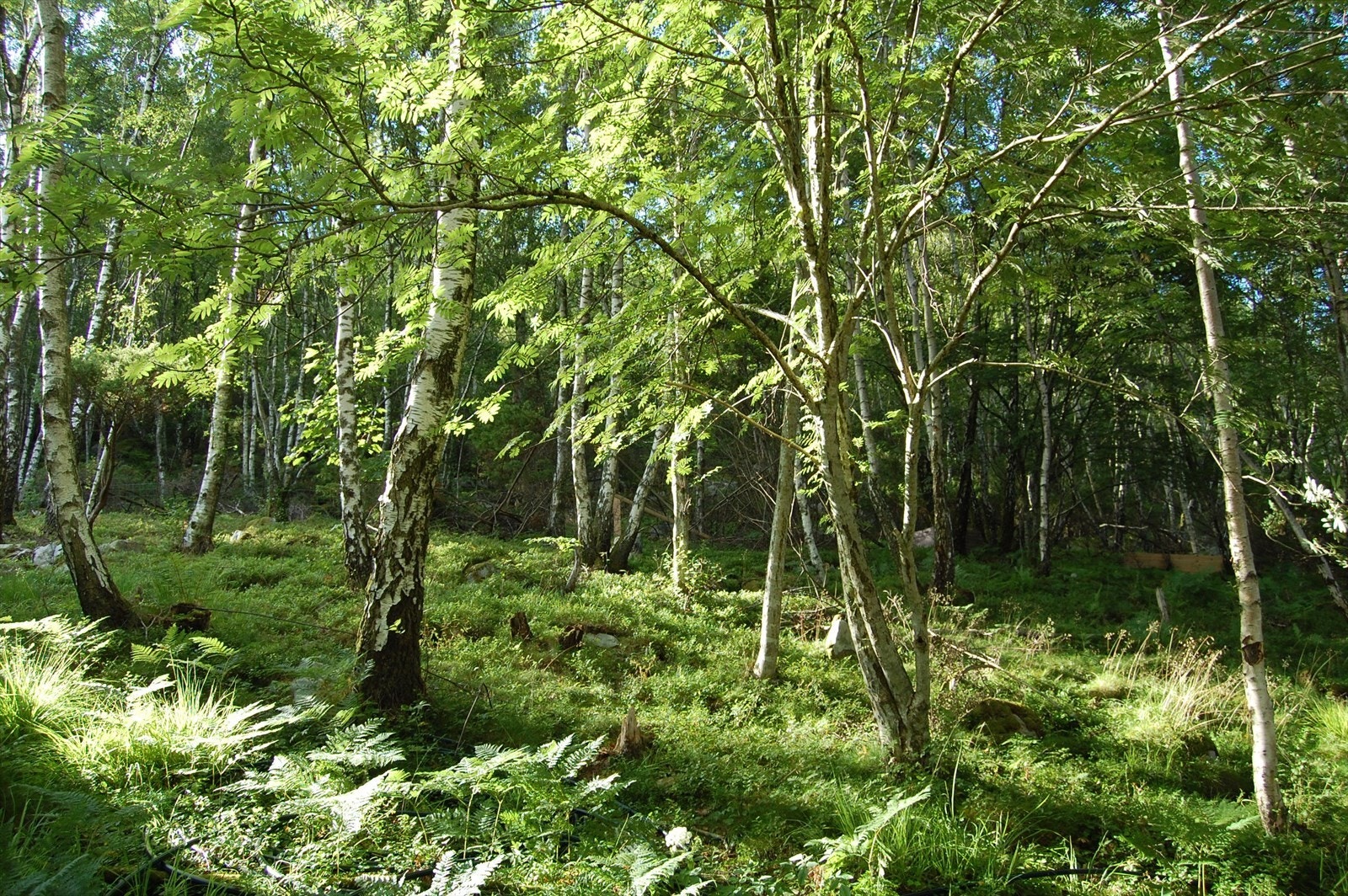 Skrånet tomt Galleribilde