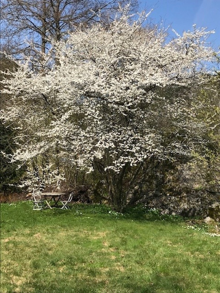 Hagebilde tatt av eier Galleribilde