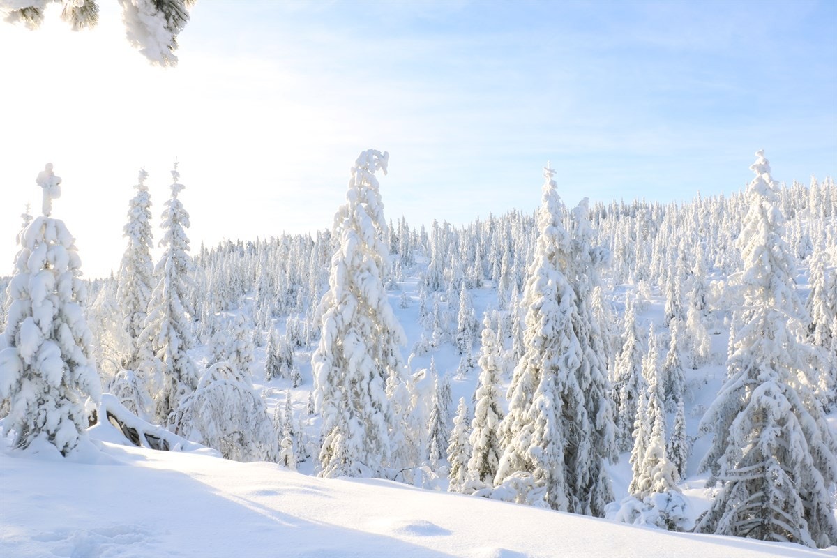 Fjellseterlia - Februar 2017 Galleribilde