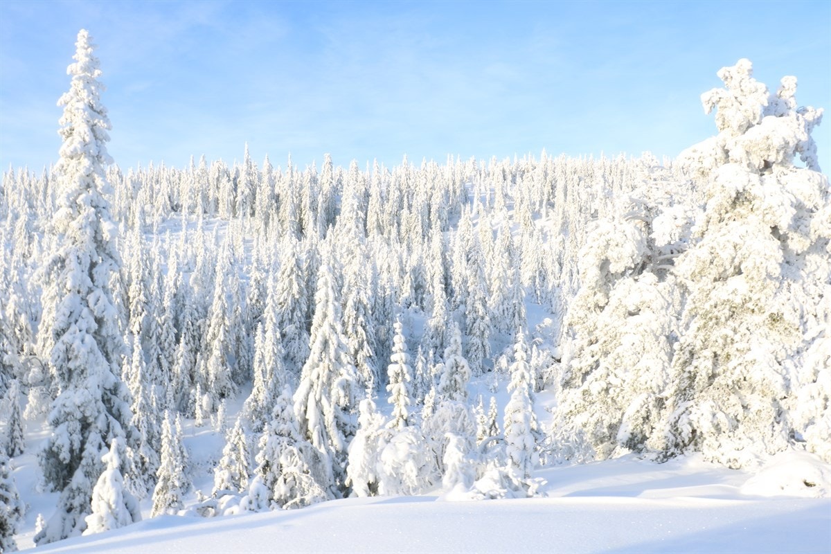 Fjellseterlia - Februar 2017 Galleribilde