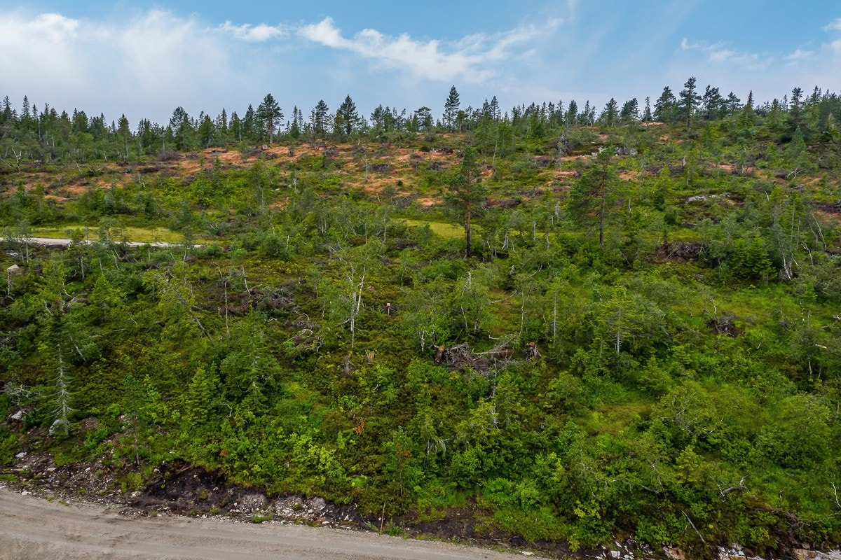 Fjellseterlia - August 2019 Galleribilde