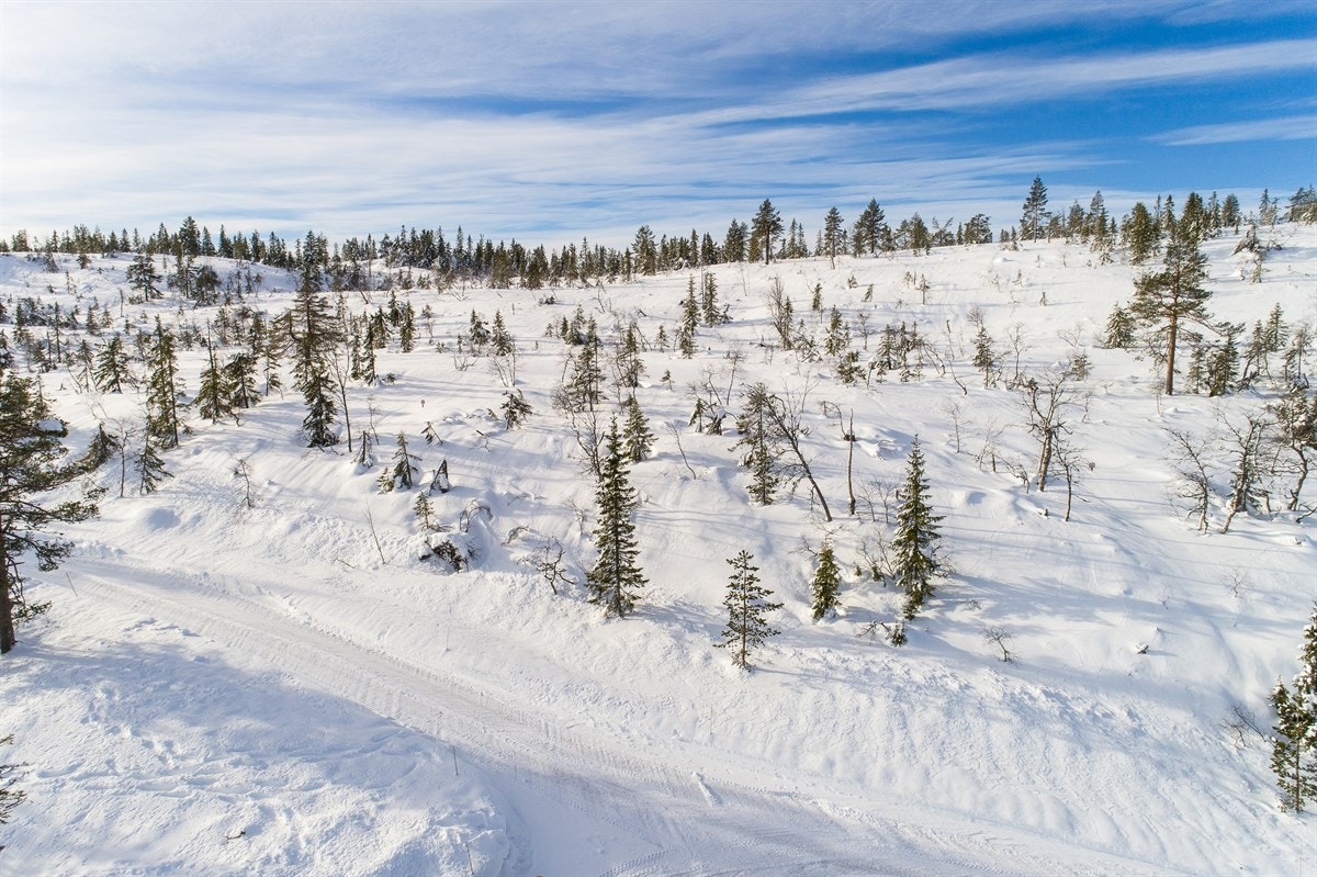 Fjellseterlia - Februar 2019 Galleribilde