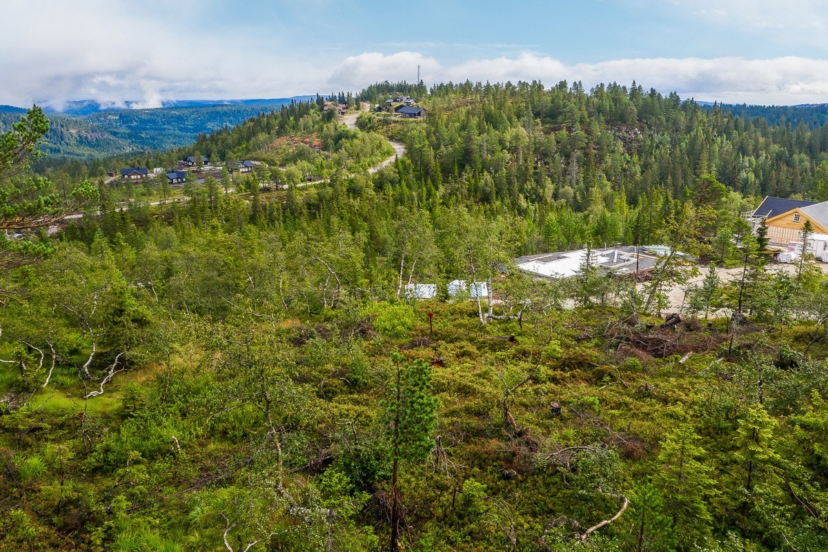 Fjellseterlia - August 2019 Galleribilde