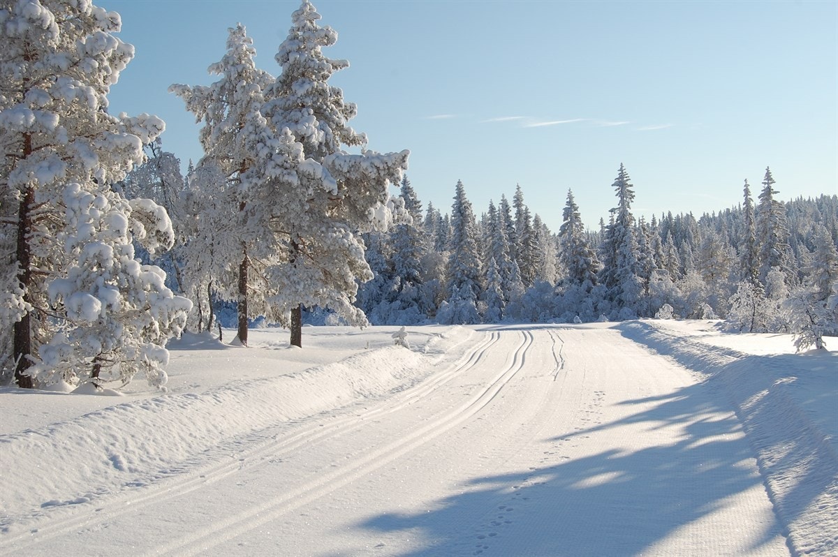 Områdebilde - Skiløyper med harespor 2012 Galleribilde
