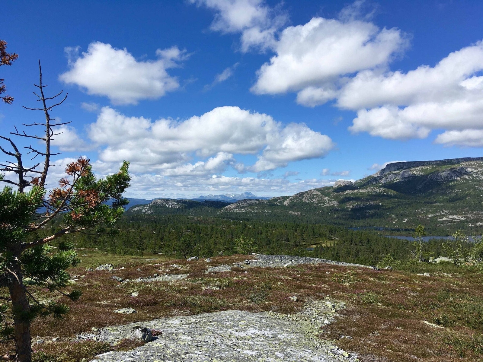 Flott turterreng! Galleribilde