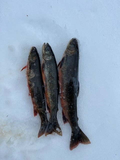 Vinteraktivitet Galleribilde