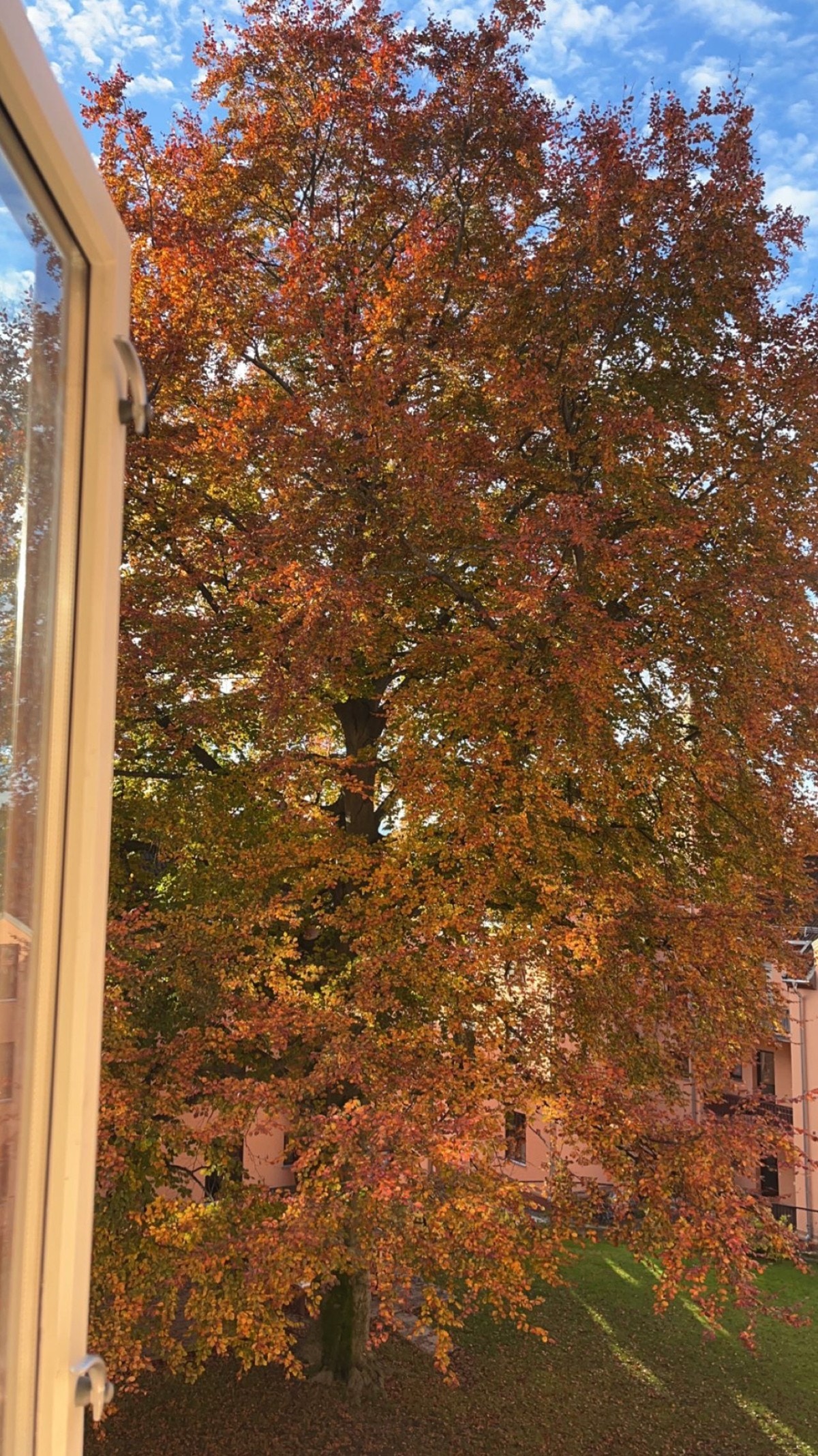 Flott tre i vakker høstfarge! Bilde tatt av eier. Galleribilde