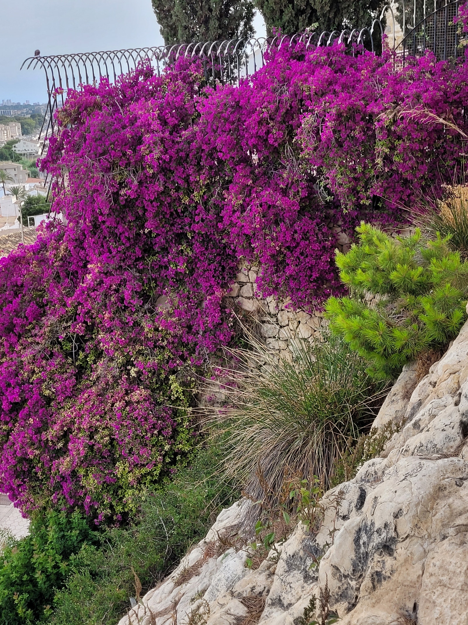 Prydplanter i nærheten av kirkeplassen Galleribilde