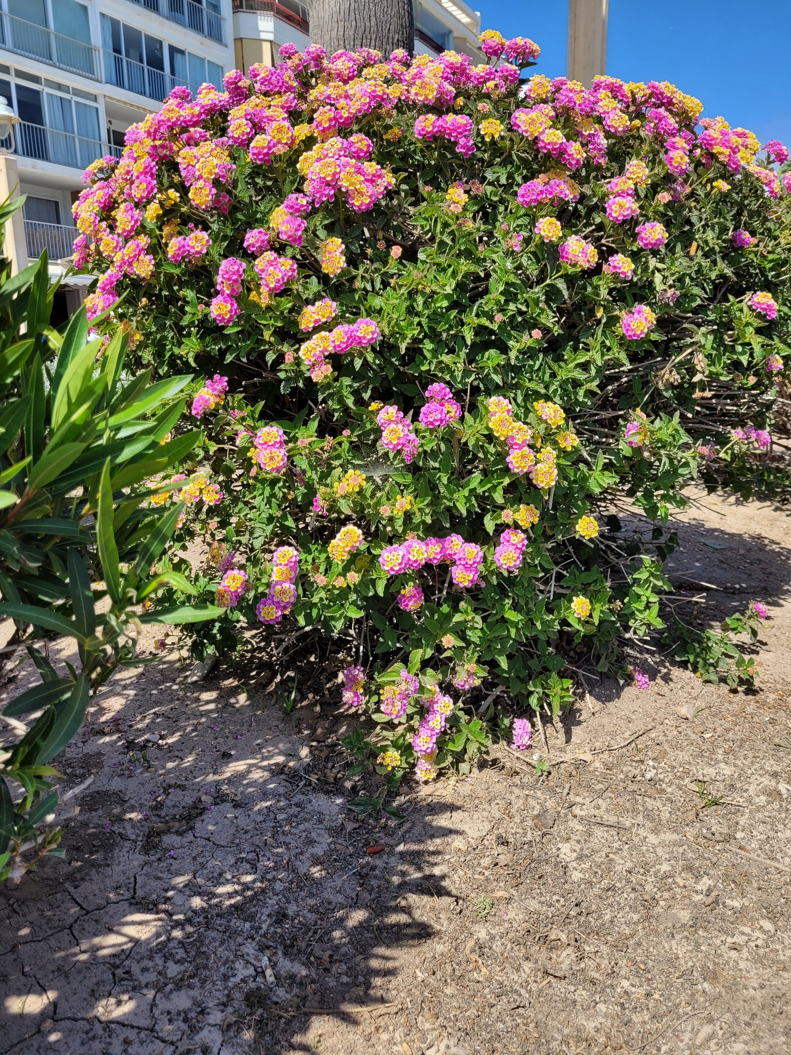 Blomster ved stranden Galleribilde