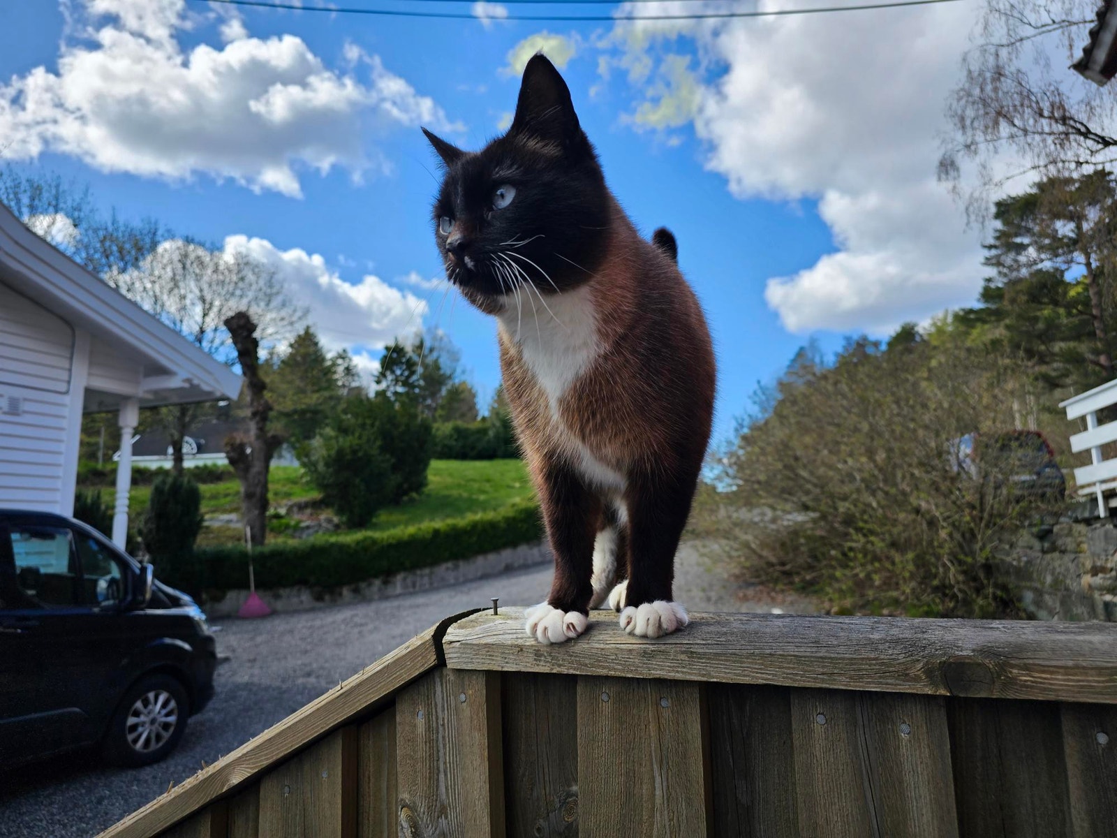 Batman er en 8 år gammel kastrert hannkatt, utrolig kjelen og en kløpper på å fange mus. Han bor ute og hvis muøig ønsker han å fortsette å bo her. Vi kan være behjelpelige med å kjøpe kattemat. Galleribilde