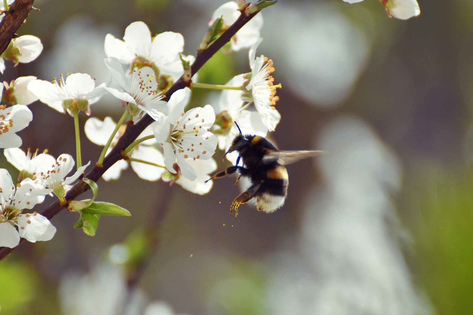 Epleblomstring på fellesarealer Galleribilde