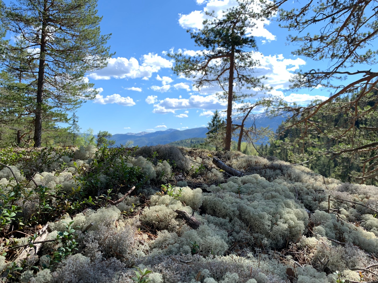 Utsikt tomteområdet Galleribilde