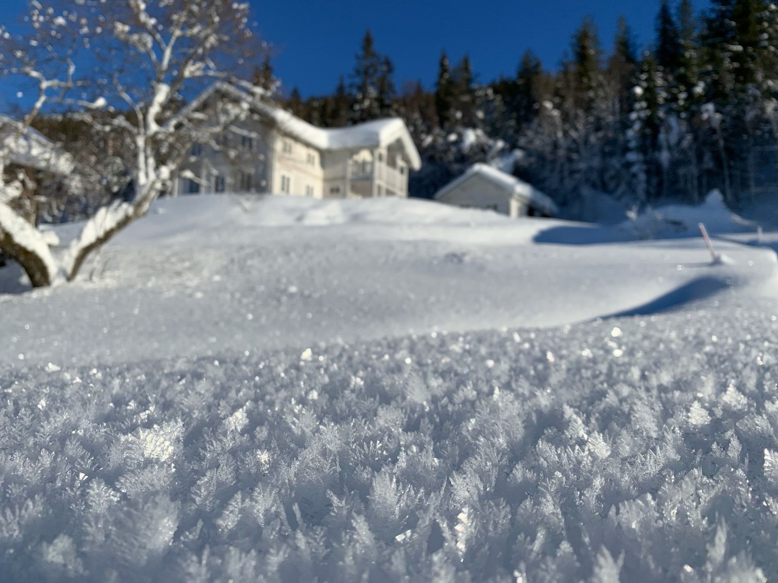 Bergskog gård Galleribilde