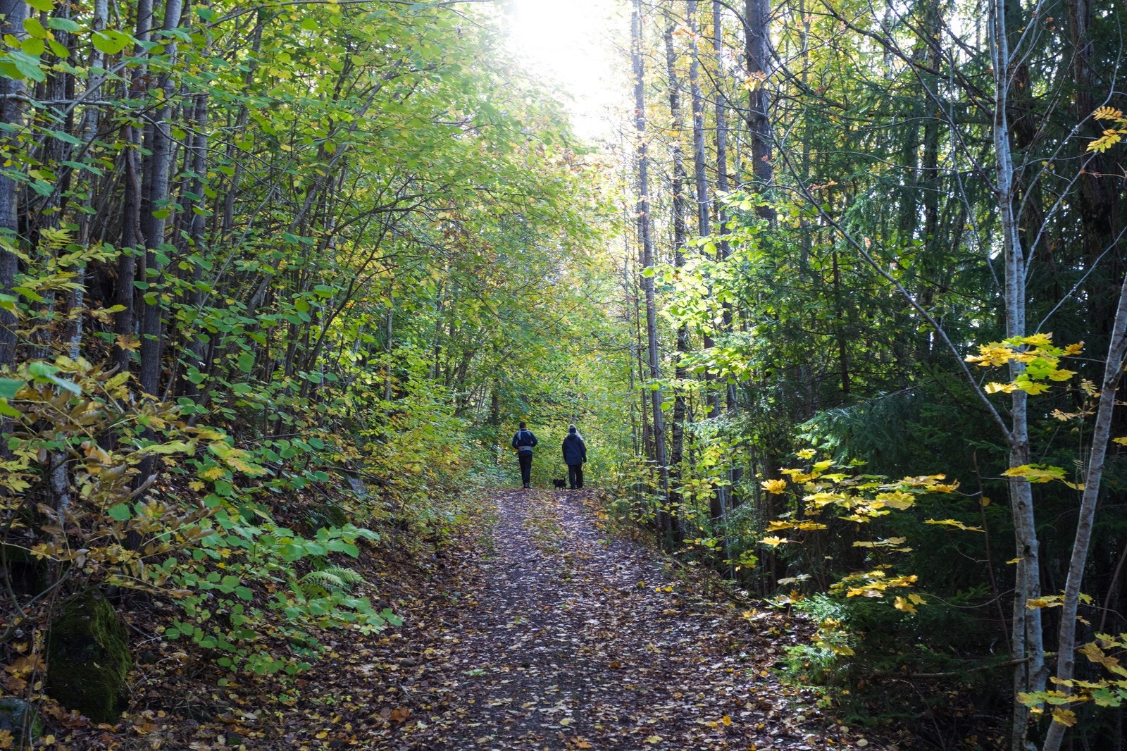 Solumsåsen Galleribilde