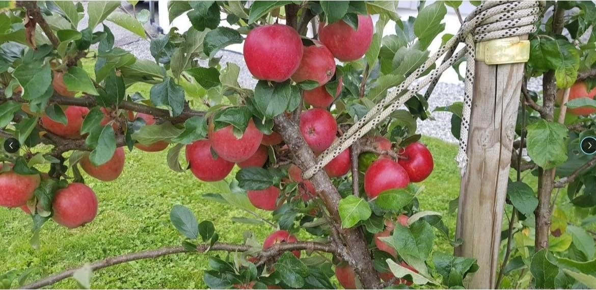 Delelig knasende epler. Det er ripsbær og stikkelsbær Galleribilde