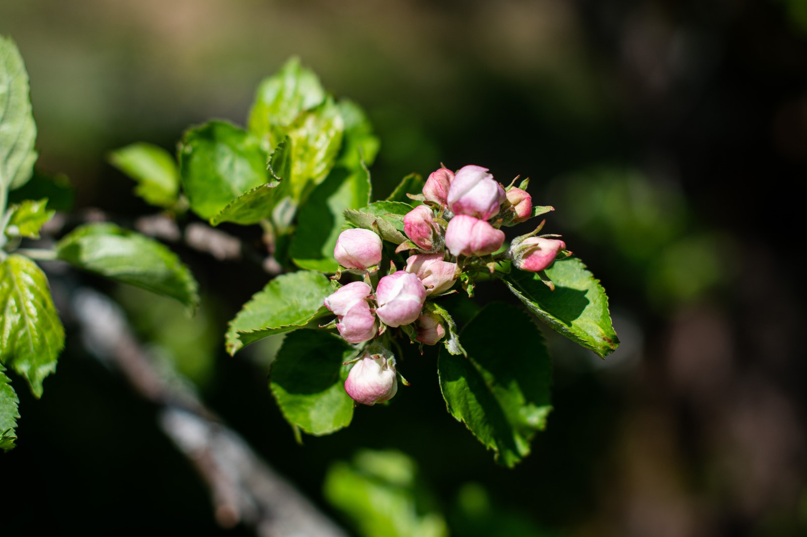Naturen altså Galleribilde