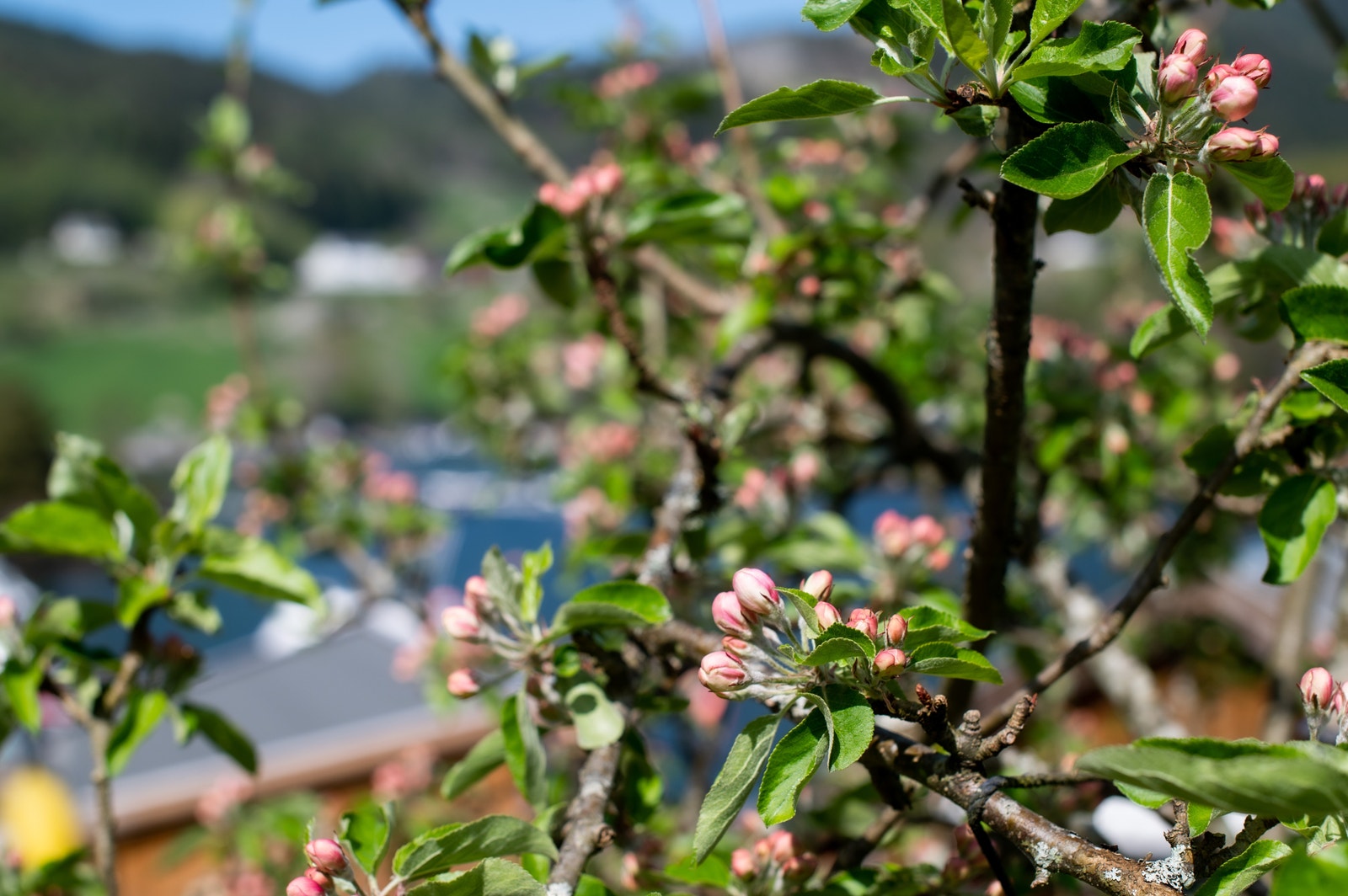 Det bugner av frukt og blomstringen gir en pekepinn Galleribilde